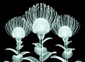 X-ray image of a flower isolated on black , the Nodding Pincushi