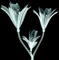 X-ray image flower isolated on black , the Pink Tiger Lily Royalty Free Stock Photo