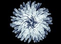 X-ray image of a flower isolated on black , Pompon Chrysanthemum