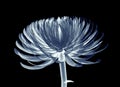 X-ray image of a flower isolated on black , Pompon Chrysanthemum