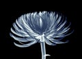 X-ray image of a flower isolated on black , Pompon Chrysanthemum Royalty Free Stock Photo