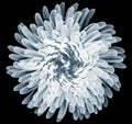 X-ray image of a flower isolated on black , Pompon Chrysanthemum Royalty Free Stock Photo