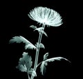 X-ray image flower isolated on black , the Pompon Chrysanthemum