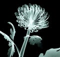 X-ray image flower isolated on black , the Pompon Chrysanthemum