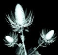 X-ray image of a flower isolated on black , the sea holly Royalty Free Stock Photo