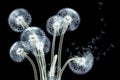 x-ray image of a flower isolated on black , the Taraxacum dandelion