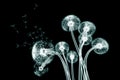 x-ray image of a flower isolated on black , the Taraxacum dandelion