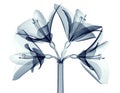 X-ray image of a flower isolated on white , the Amaryllis