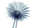 X-ray image of a flower isolated on white , the gebera Royalty Free Stock Photo