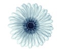 X-ray image of a flower isolated on white , the gebera Royalty Free Stock Photo