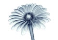X-ray image of a flower isolated on white , the gebera Royalty Free Stock Photo
