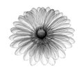 X-ray image of a flower isolated on white , the gebera Royalty Free Stock Photo
