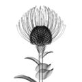 x-ray image of a flower isolated on white , the Nodding Pincushion