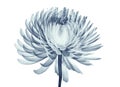 x-ray image of a flower isolated on white , the Pompon Chrysanthemum Royalty Free Stock Photo