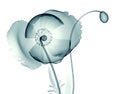 X-ray image of a flower isolated on white , the poppy Papaver