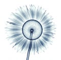 X-ray image of a flower isolated on white , the sunflower Royalty Free Stock Photo