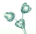 X-ray image of a flower isolated on white , the tulip Royalty Free Stock Photo