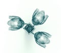 X-ray image of a flower isolated on white , the tulip Royalty Free Stock Photo