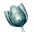 X-ray image of a flower isolated on white , the tulip Royalty Free Stock Photo