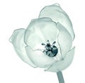 X-ray image of a flower isolated on white , the tulip Royalty Free Stock Photo