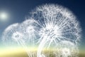 X-ray image of a flower , the Taraxacum dandelion