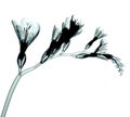 X-ray image of a flower on white , the Freesia Royalty Free Stock Photo