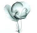 X-ray image of a flower on white , the poppy Royalty Free Stock Photo