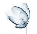 X-ray image of a flower on white , the tulip Royalty Free Stock Photo