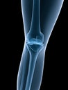 X-ray knee Royalty Free Stock Photo