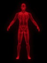 X-ray of man red front view