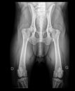 DOG HIP DYSPLASIA X-RAY (moderate) Royalty Free Stock Photo