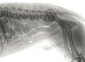 X-ray of an older dog with severe Spondylosis deformans Royalty Free Stock Photo