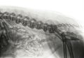 X-ray of an older dog with severe Spondylosis deformans Royalty Free Stock Photo