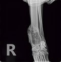 X-ray of osteosarcoma bone tumor foreleg a dog.