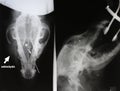 X-ray picture of osteolysis and shot (scull of dog) Royalty Free Stock Photo