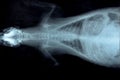 X ray picture of wild animal Royalty Free Stock Photo