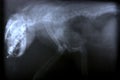 X ray picture of wild animal Royalty Free Stock Photo