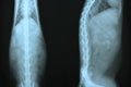 X ray picture of wild animal Royalty Free Stock Photo