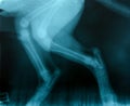 X ray picture of wild animal Royalty Free Stock Photo