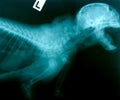X ray picture of wild animal Royalty Free Stock Photo