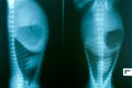 X ray picture of wild animal Royalty Free Stock Photo
