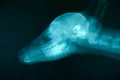 X ray picture of wild animal Royalty Free Stock Photo