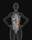 X-ray picture of woman stomach visible 3d illustration