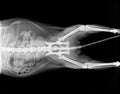 X-ray plate of cat Royalty Free Stock Photo