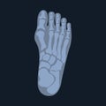 X-ray or radiographic image of the bones of the metatarsus and toes, viewed from above. Royalty Free Stock Photo