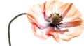 X-ray Red poppy isolated on white background. Generative AI