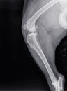 X ray of a severe osteoartritis in the knee of a dog Royalty Free Stock Photo