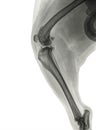 X ray of a severe osteoartritis in the knee of a dog Royalty Free Stock Photo