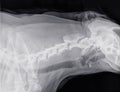X-ray of the side of the neck of a dog with normal cervical vertebrae