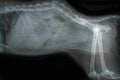 X ray for spine of dog Royalty Free Stock Photo